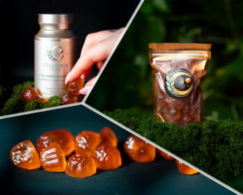 Gummies Lover Set (10 Mushroom Blend Gummies + Top-Up Bag)